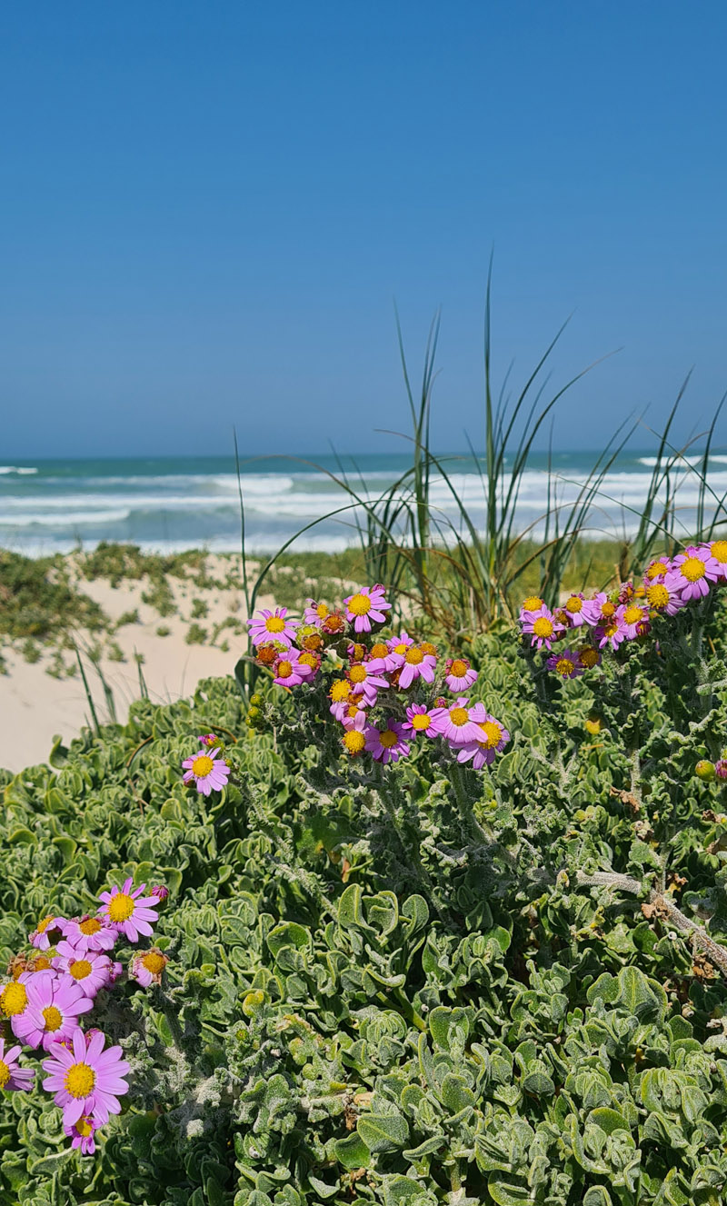 langezandt beach estate accommodation in struisbaai langezandt beach estate accommodation in struisbaai